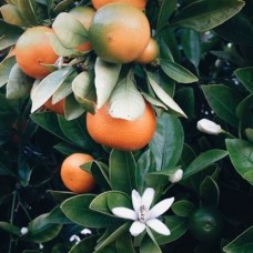 橘蕾　