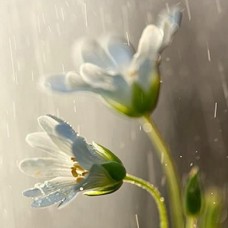 春雨　